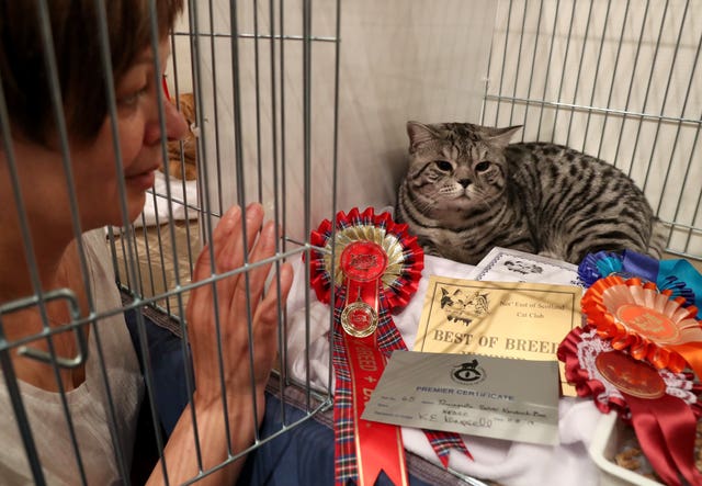 Dundee Cat Show