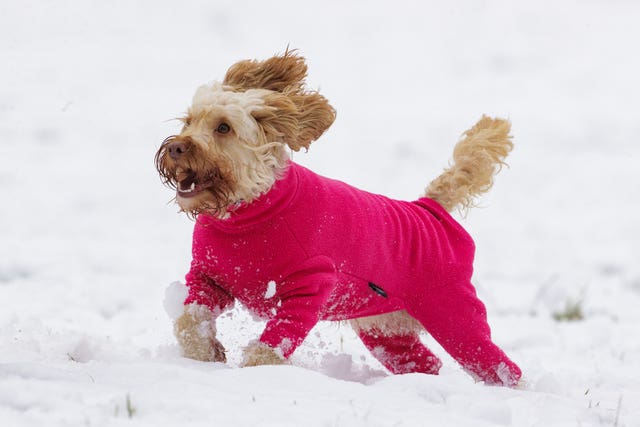 Cockapoo Luna plays in the snow during a walk at Sixmilewater Park in Ballyclare, Northern Ireland 
