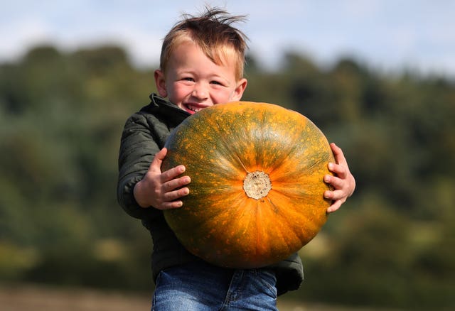 Pumpkin fields