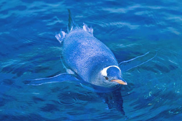 Gentoo penguin