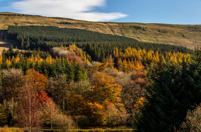 Red squirrel forage ahead of winter as their numbers decline