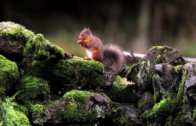 A red squirrel on a stone wall in Kielder Forest, Northumberland (Owen Humphreys/PA)