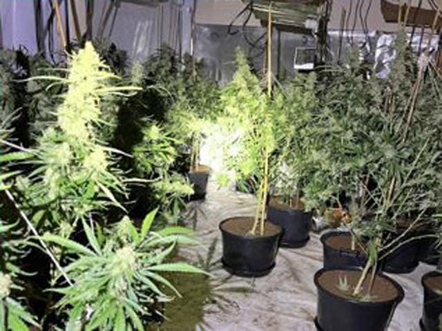 Winchester cannabis factory