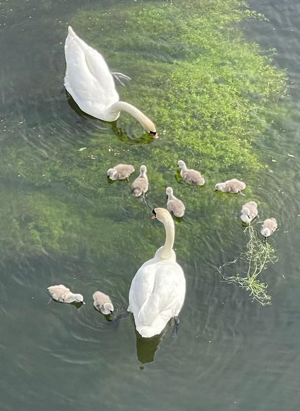 A pair of swans with their nine cygnets after being rescued