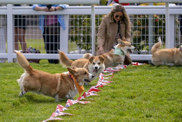 Corgi derby