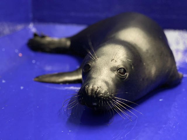 Rare seal