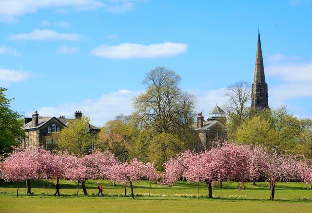 Blossom trees in bloom in a park