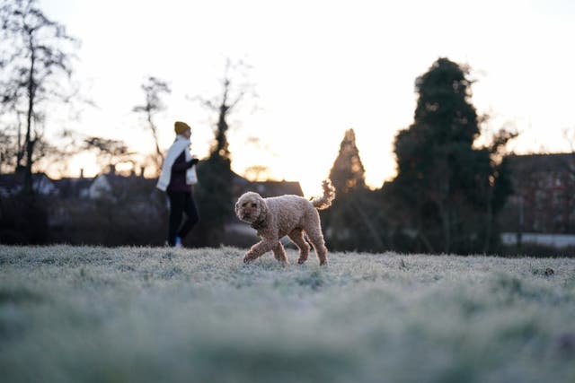 A dog being walked in St Nicholas’ Park in Warwick during a cold and frosty morning