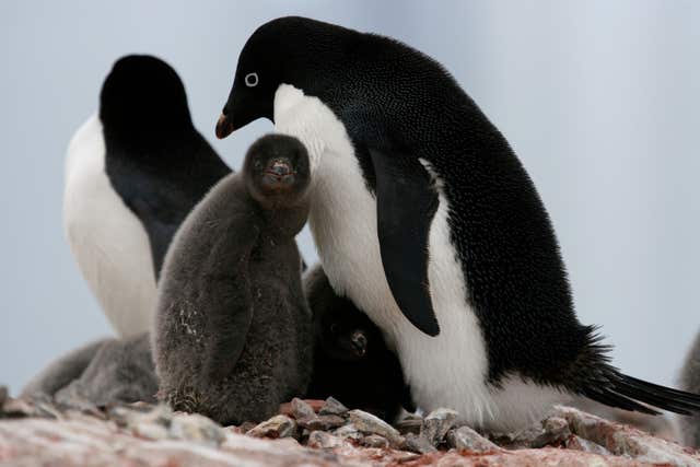 Penguin breeding season