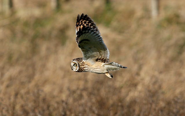 Short eared owls