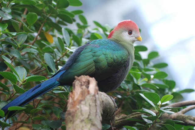 Colourful tropical bird