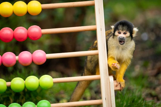 A squirrel monkey during the annual stocktake at ZSL London Zoo