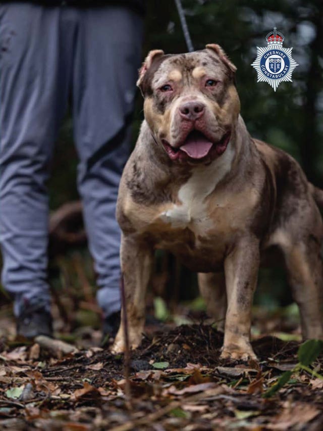 XL bully owner jailed after dog savaged pensioner in fatal attack ...