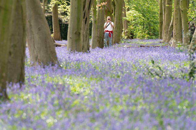 A person taking a photograph with their phone of bluebells