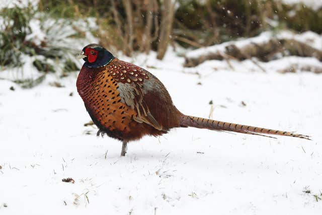 Scientists used thermal cameras to watch the juvenile pheasants (Owen Humphreys/PA)