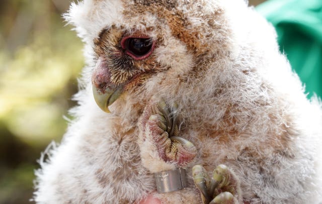 Tawny owl study