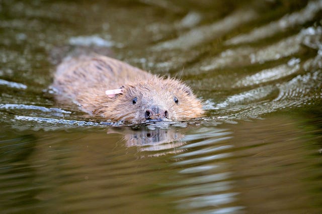 A beaver swimming in water (Ben Birchall/PA)