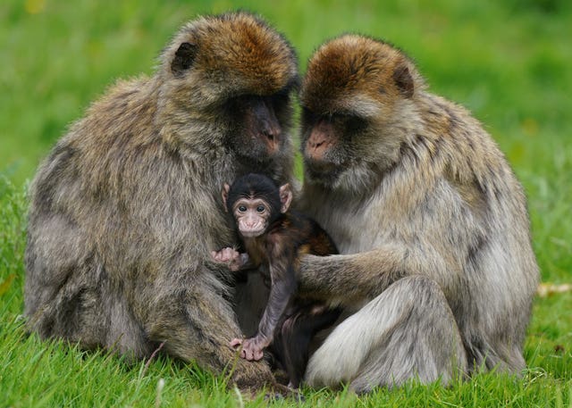 Baby macaque with parents