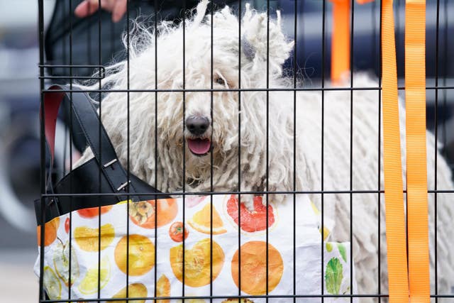 Crufts Dog Show – Day One