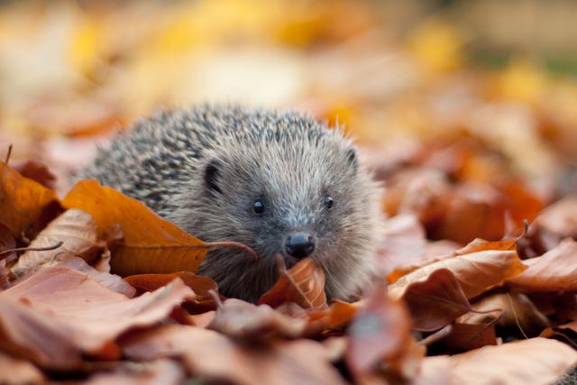 A hedgehog on autumn leaves (The Wildlife Trust/PA)