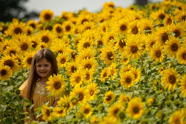 Meadow Bartleet, five, poses for a picture as visitors enjoy the warm weather at the sunflower fields at Becketts Farm, Birmingham