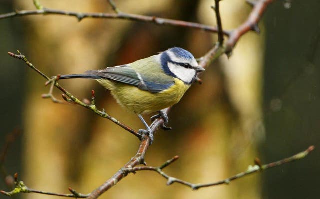 A blue tit on a branch