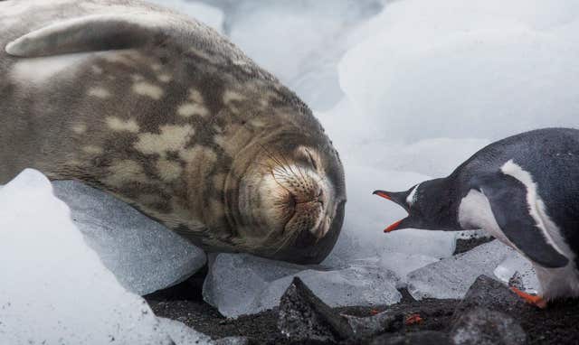 The krill industry will also back efforts to conserve the Antarctic Ocean and its wildlife (Paul Hilton/Greenpeace/PA)