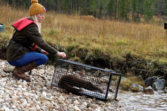 Otters released