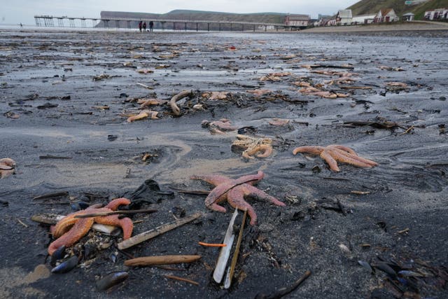 Shellfish washed up on Saltburn beach