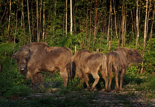 Herd of wild bison