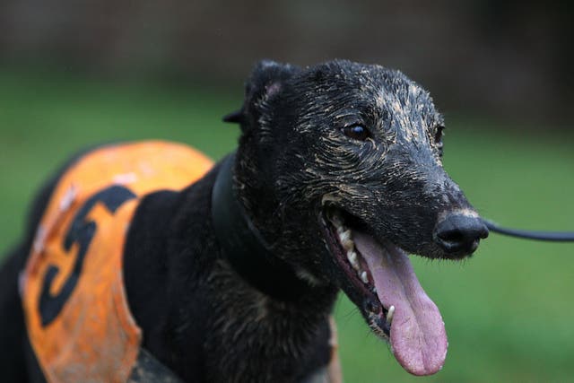 A greyhound between races at Sunderland Greyhound Stadium