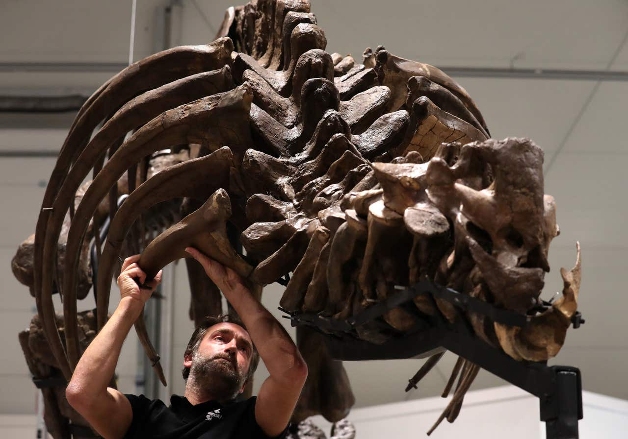t rex skeletons on display