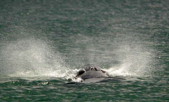 A minke whale at Larne Lough in Northern Ireland