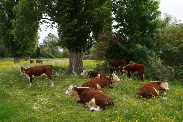 Cows grazing 