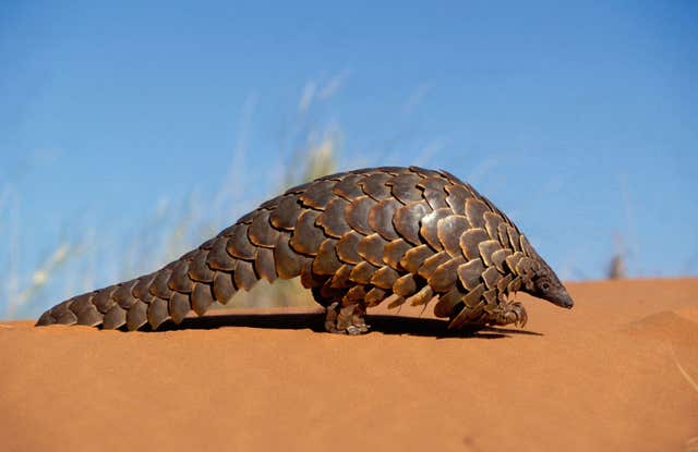 A Cape pangolin. Pangolins feature on the WWF's list of 10 endangered species facing extinction due to illegal trade