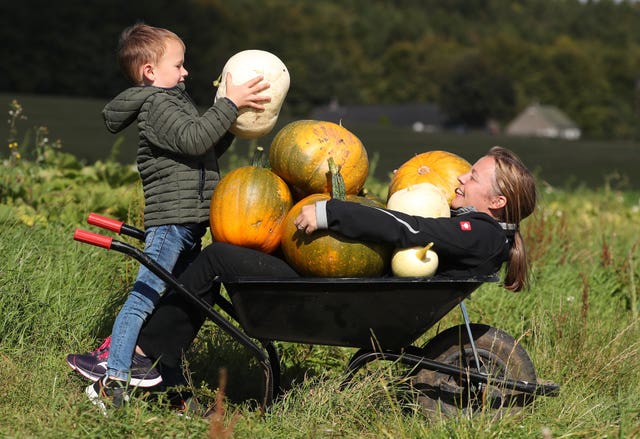 Craigies Farm pumpkin fields