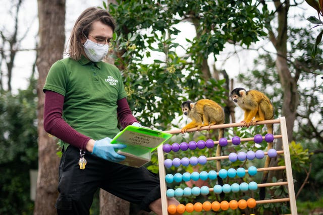 Squirrel monkeys were keen to help the count