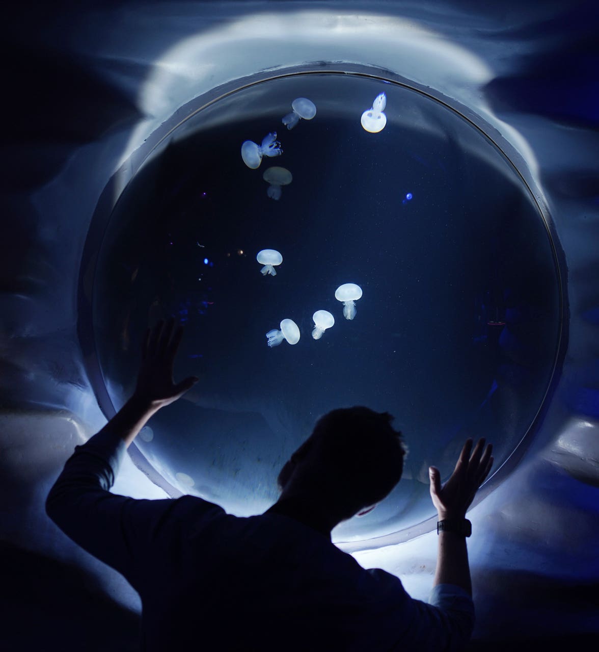 UK’s largest jellyfish to go on display at Sea Life London Aquarium