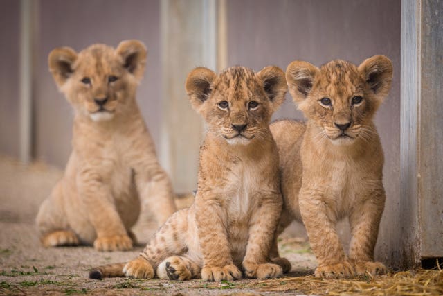 Cachorros de leones primer día de salida