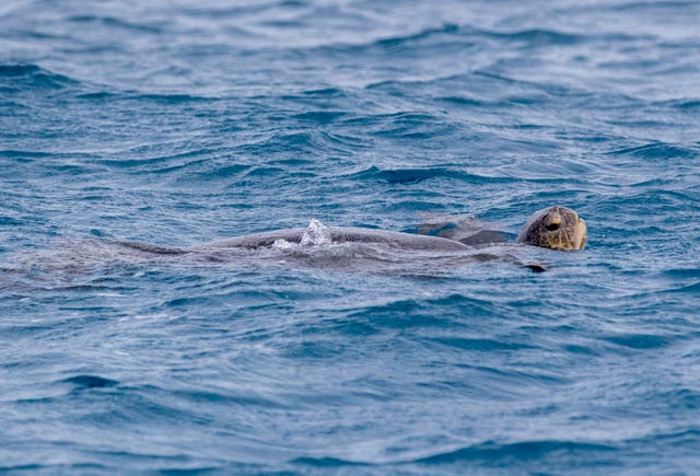 A logger-head turtle swims around Lady Elliot’s Island (Steve Parsons/PA)