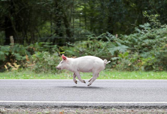 Pigs scampering around during Pannage in the New Forest