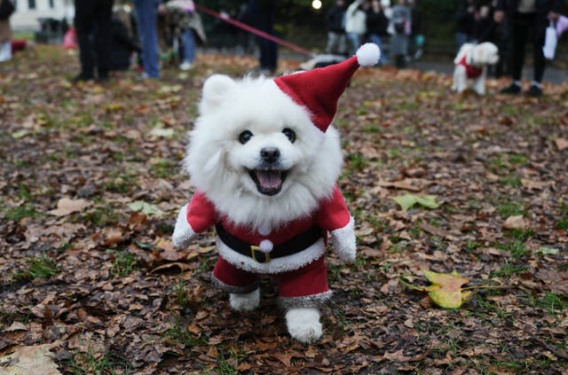 A dog takes part during the Rescue Dogs of London and Friends Christmas Jumper Parade