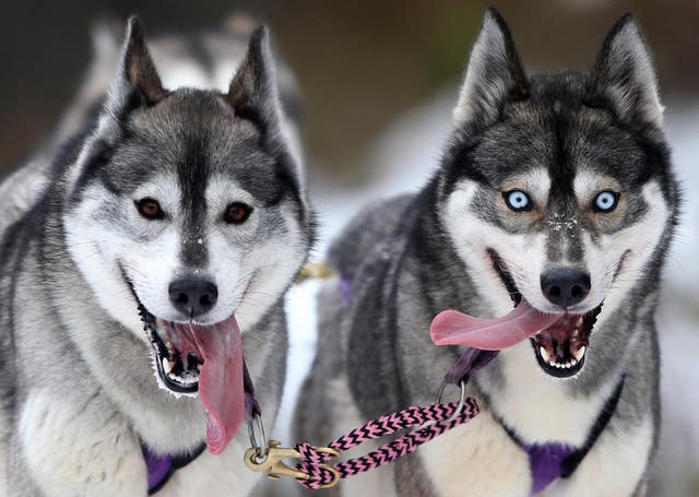 Huskies in training for a dog rally (Andrew Milligan/PA)