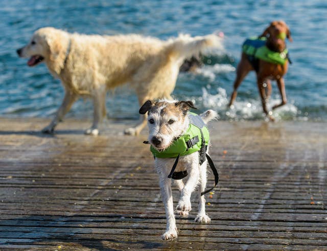 Swimming gala for dogs
