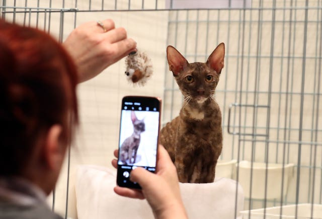 Dundee Cat Show