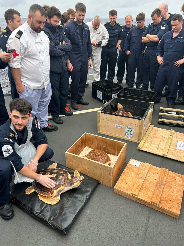 Royal Navy helps return turtles to original habitat