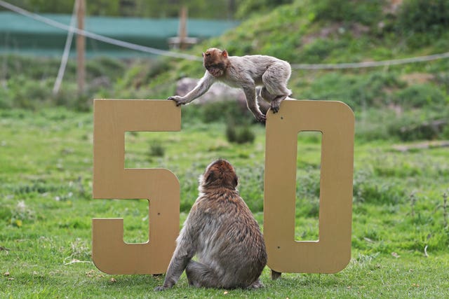 Blair Drummond Safari Park 50th anniversary