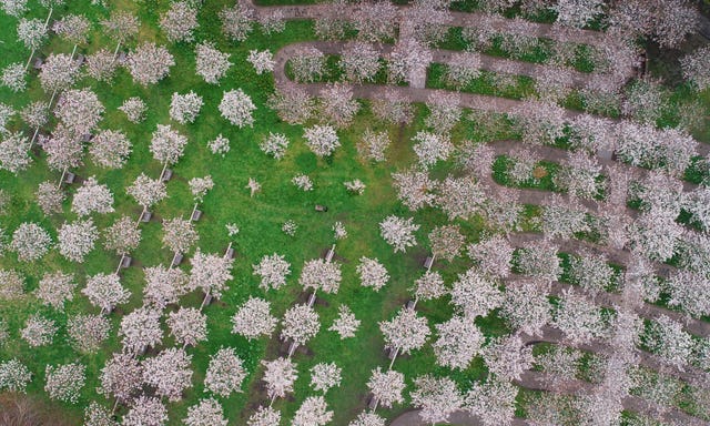 Blossom in Alnwick Garden