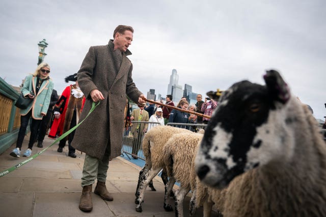 Sheep Drive – London