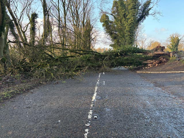 A fallen tree blocks the Seven Mile Straight close to Templepatrick